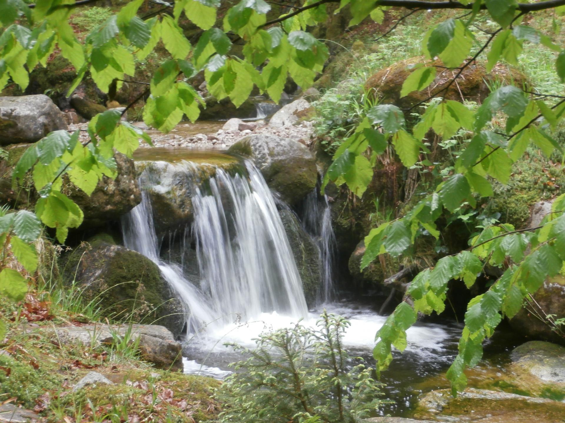 Ruisseau de Morbieux (Saulxures sur Moselotte, Vosges)