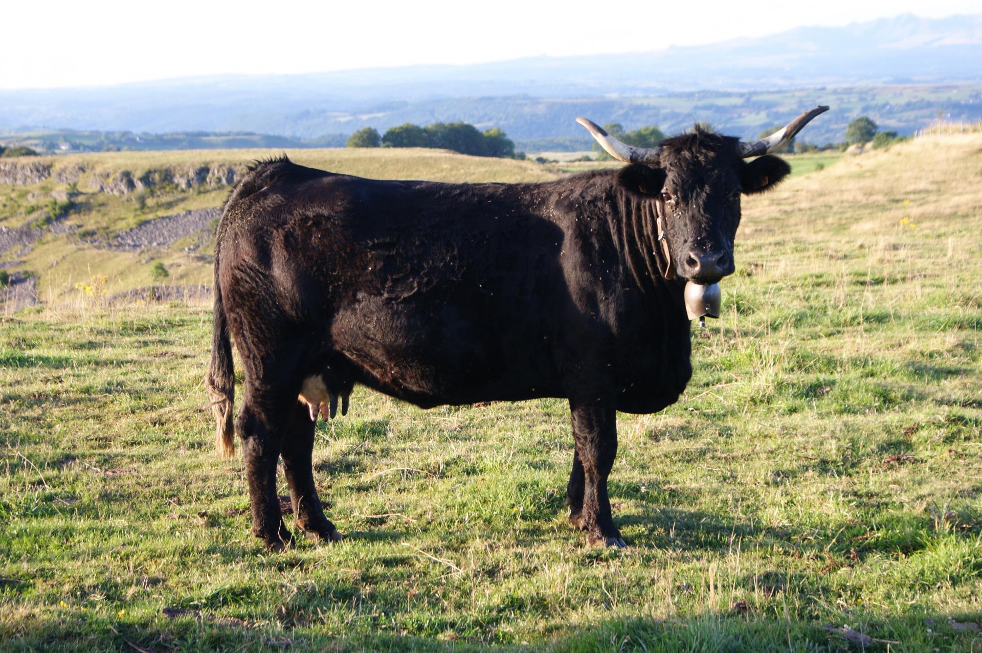 Oh le bestiau! (Apchon, Hte Loire)