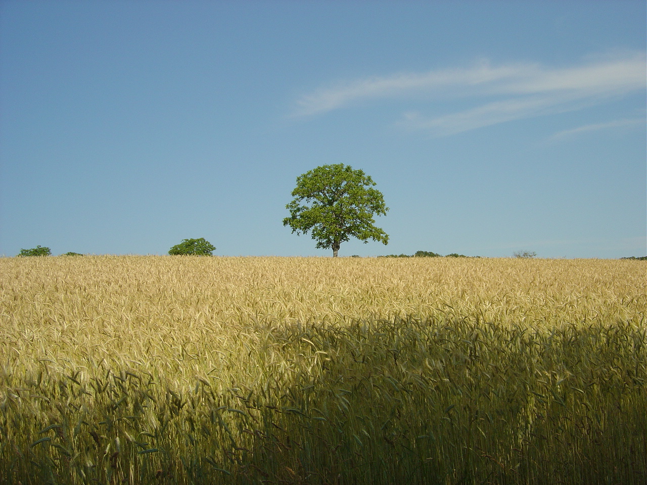 l'arbre du champ de blé