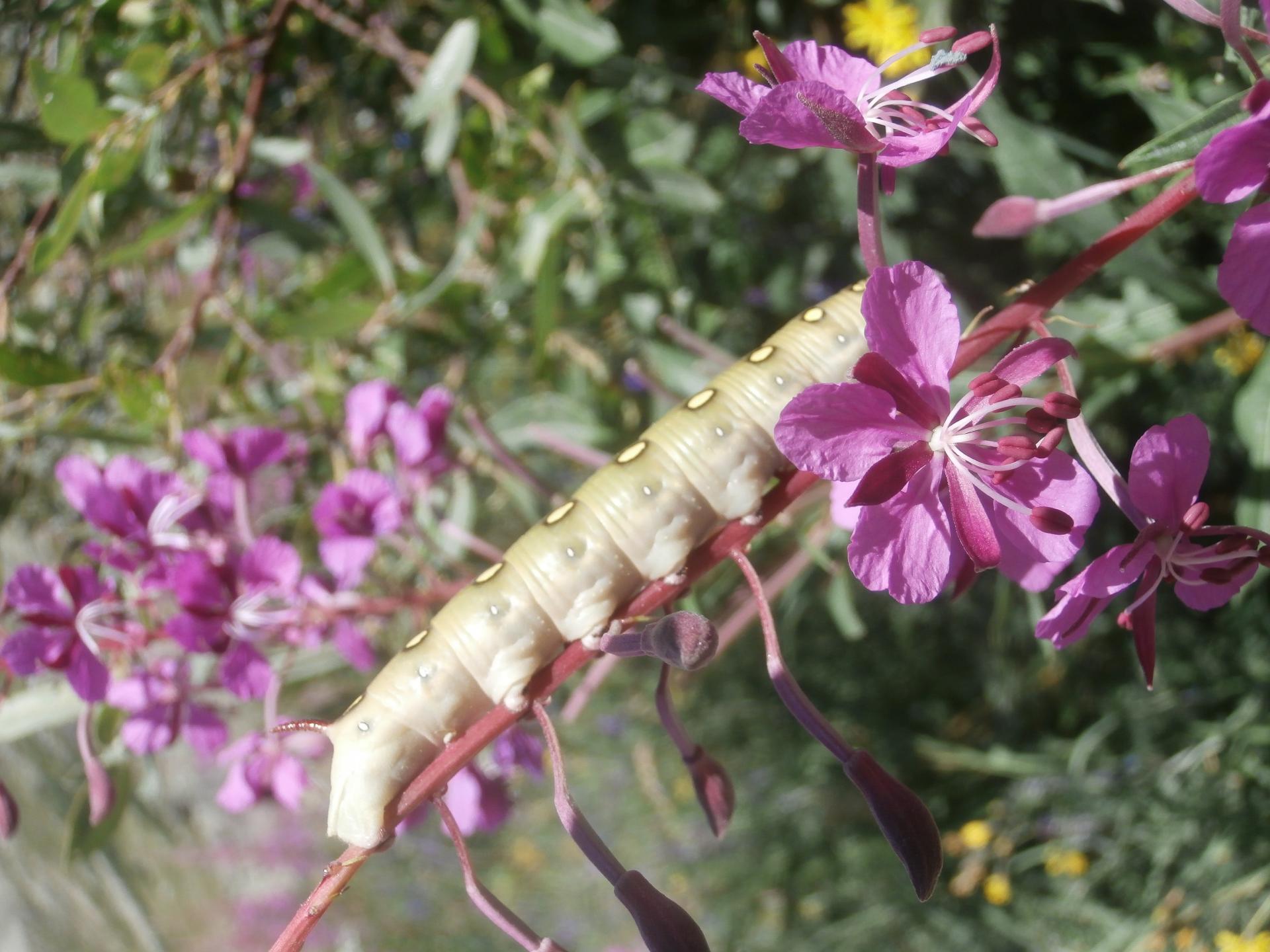 chenille (l'Ecot, Hte Maurienne)