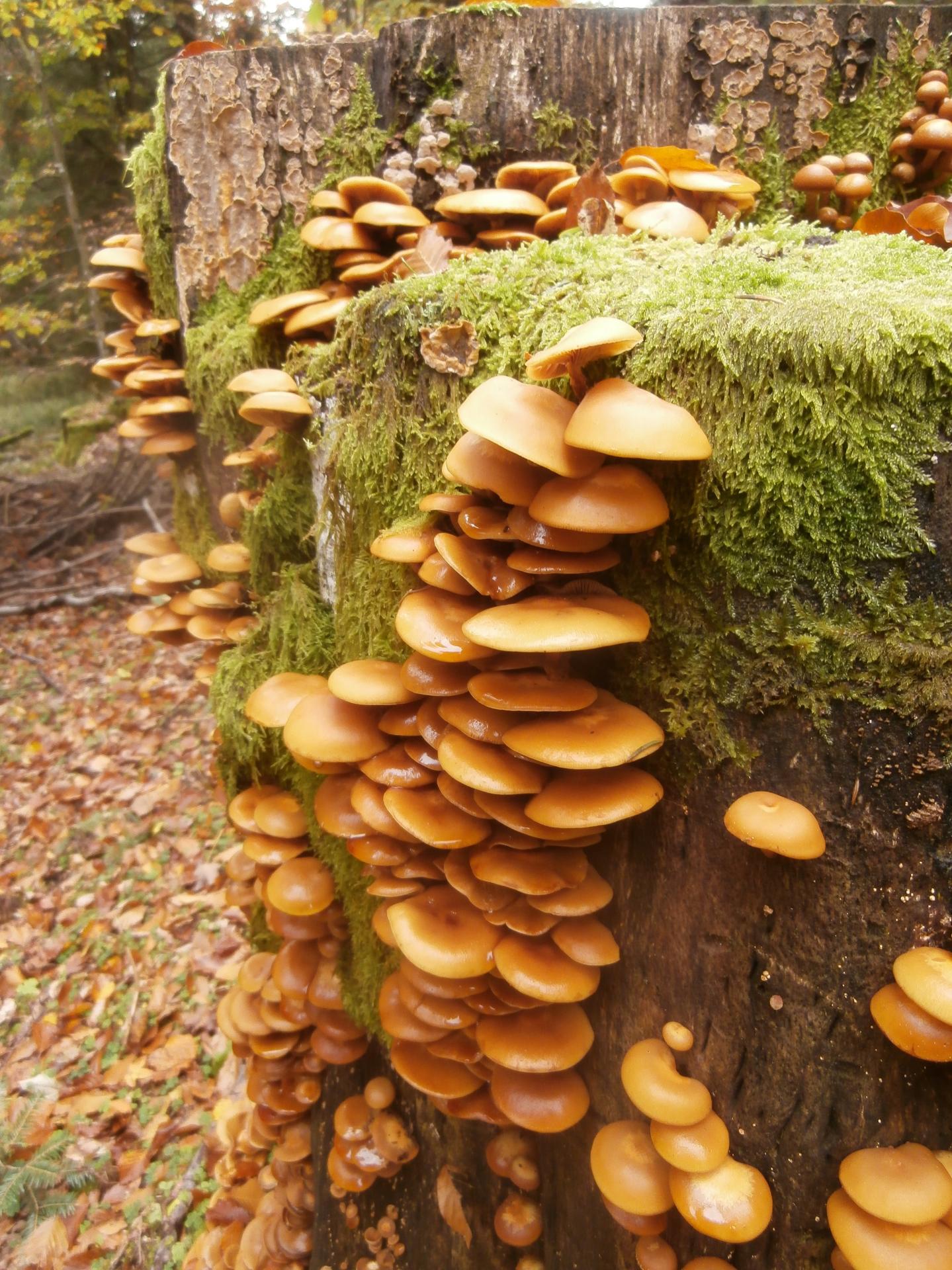 Hlm mycologique