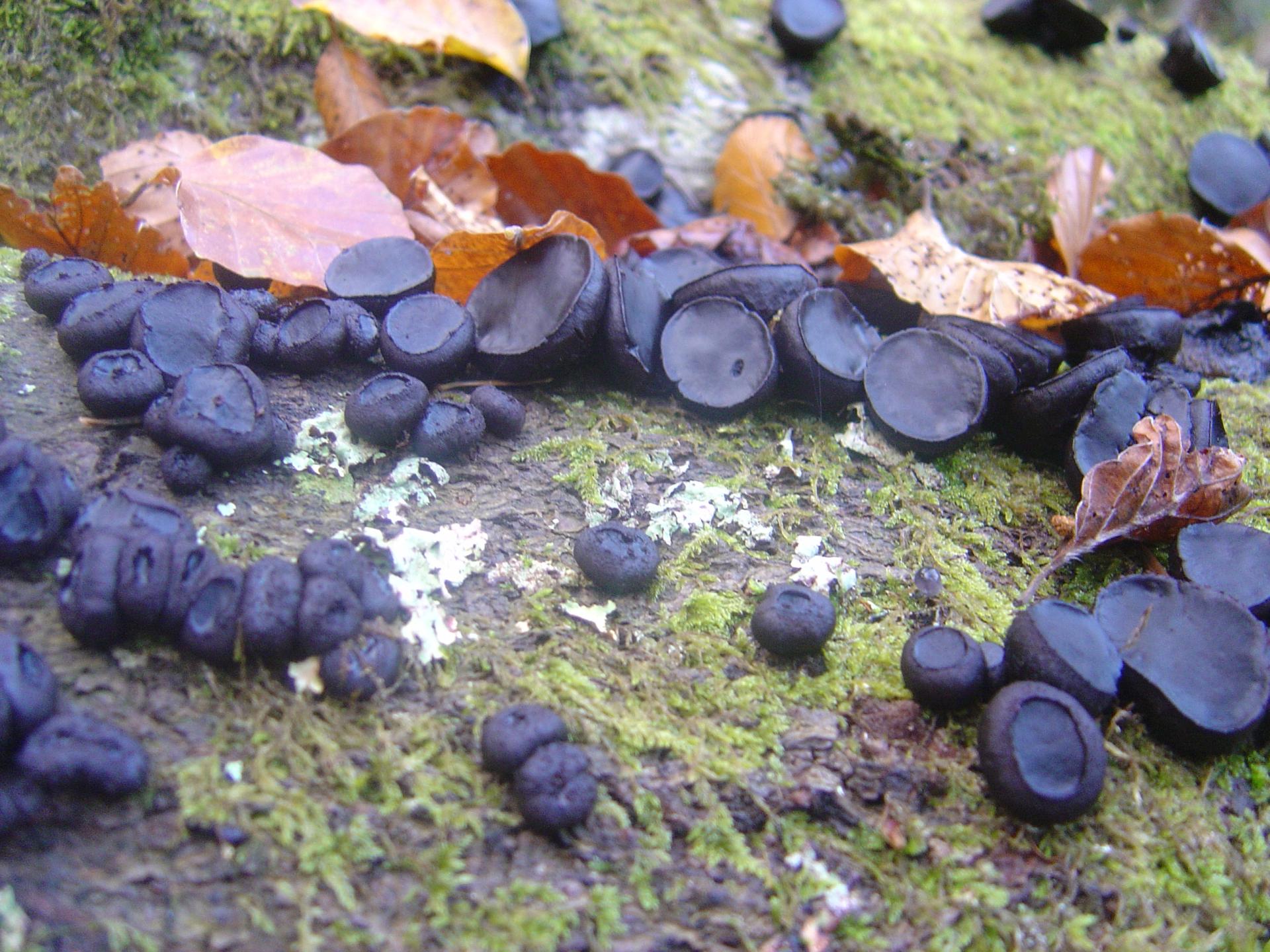 Boutons