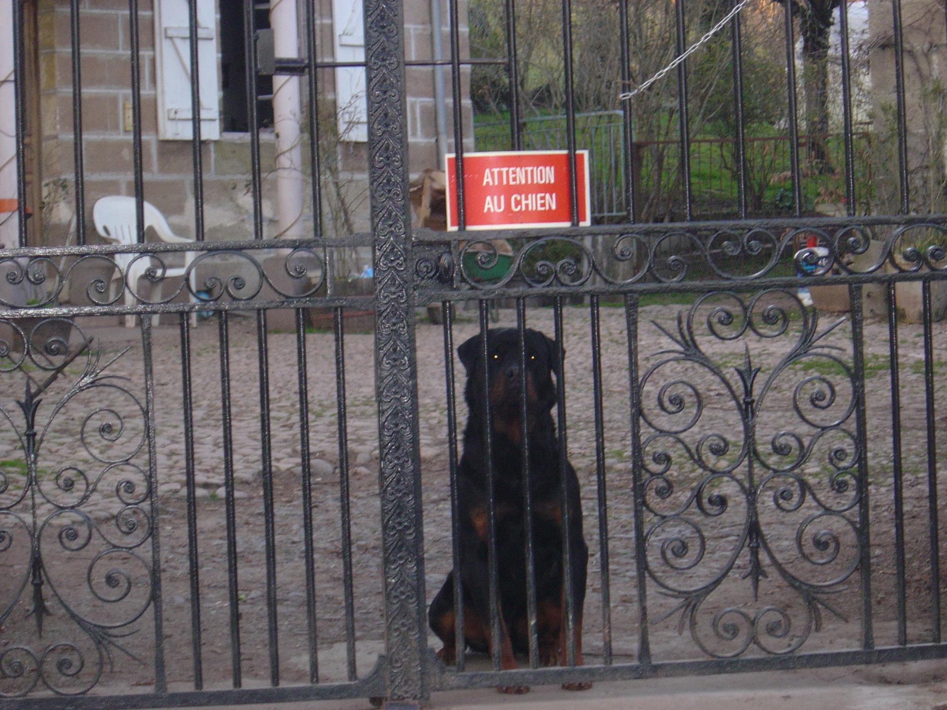 Attention au chien!