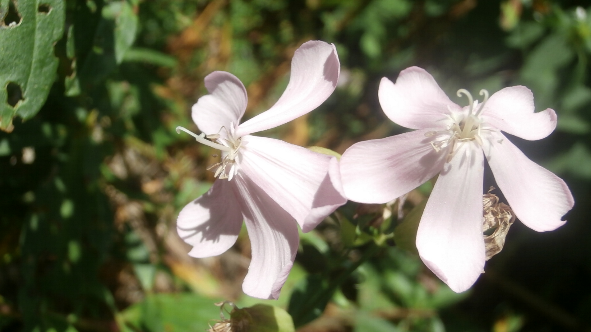 Couple de fleurs