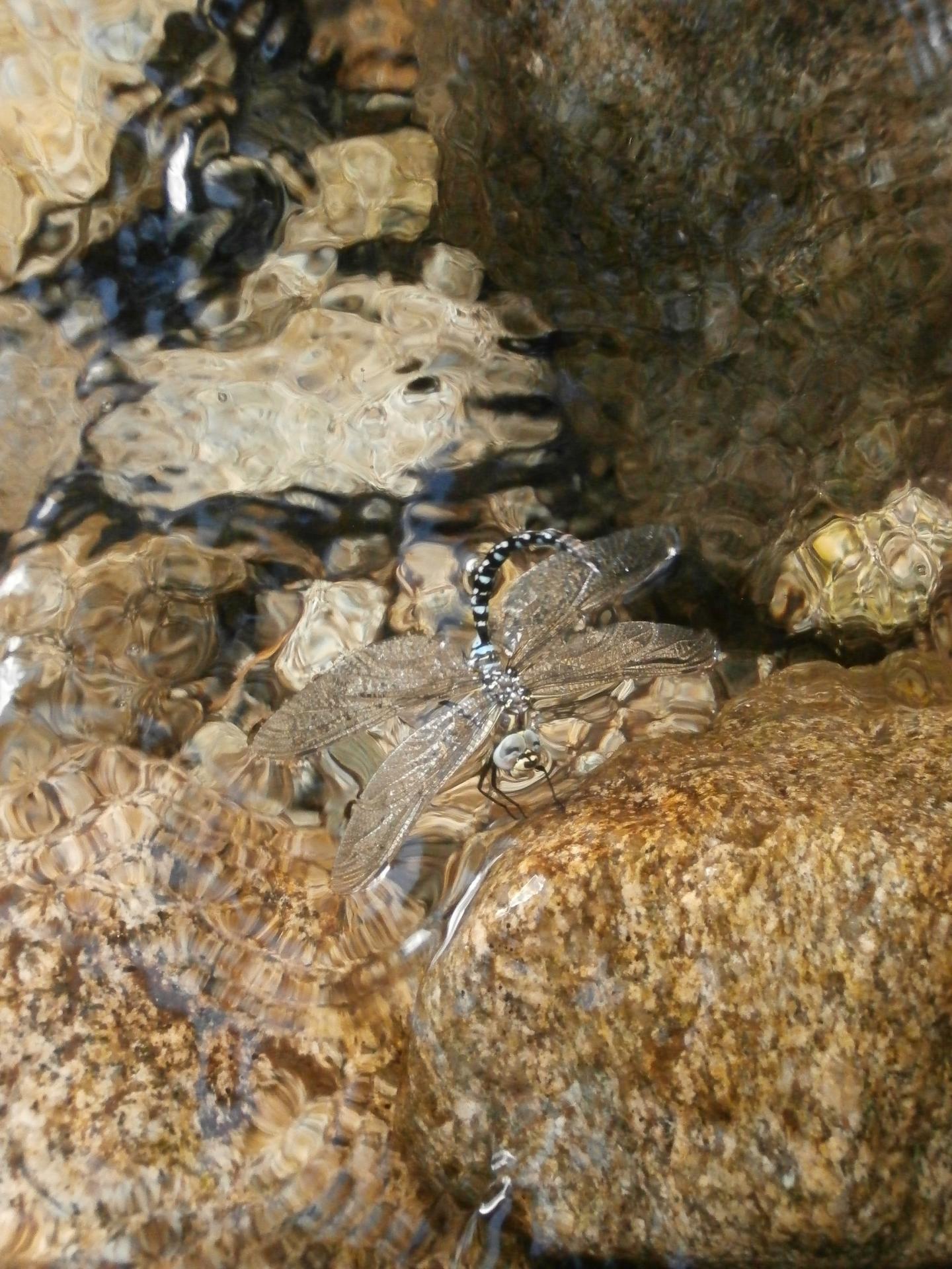 Démoiselle prenant son bain  (lac de l'Oule, Hte Pyrénées)