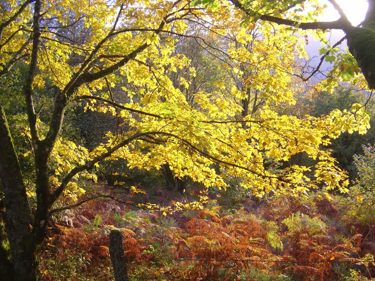 Automne Vosgien