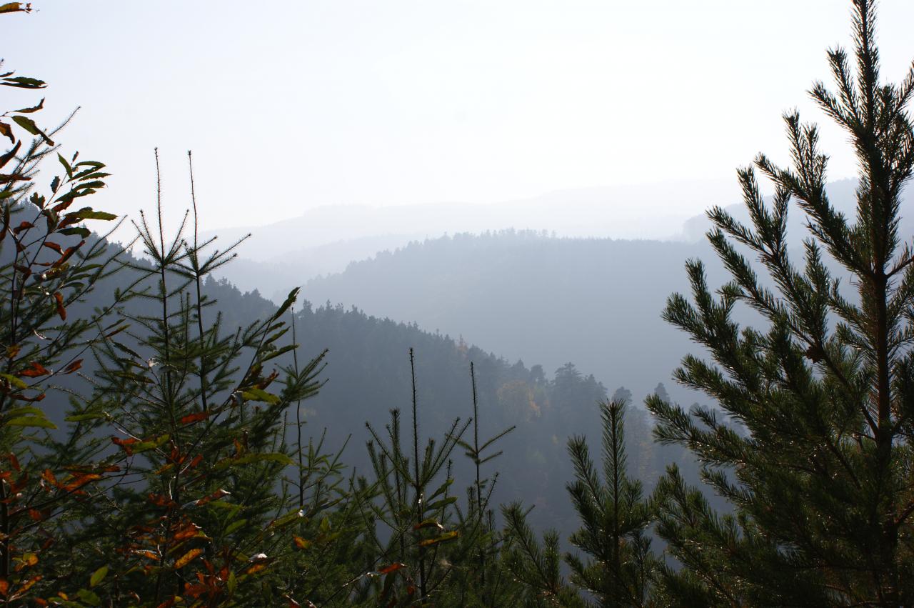 Collines embrumées