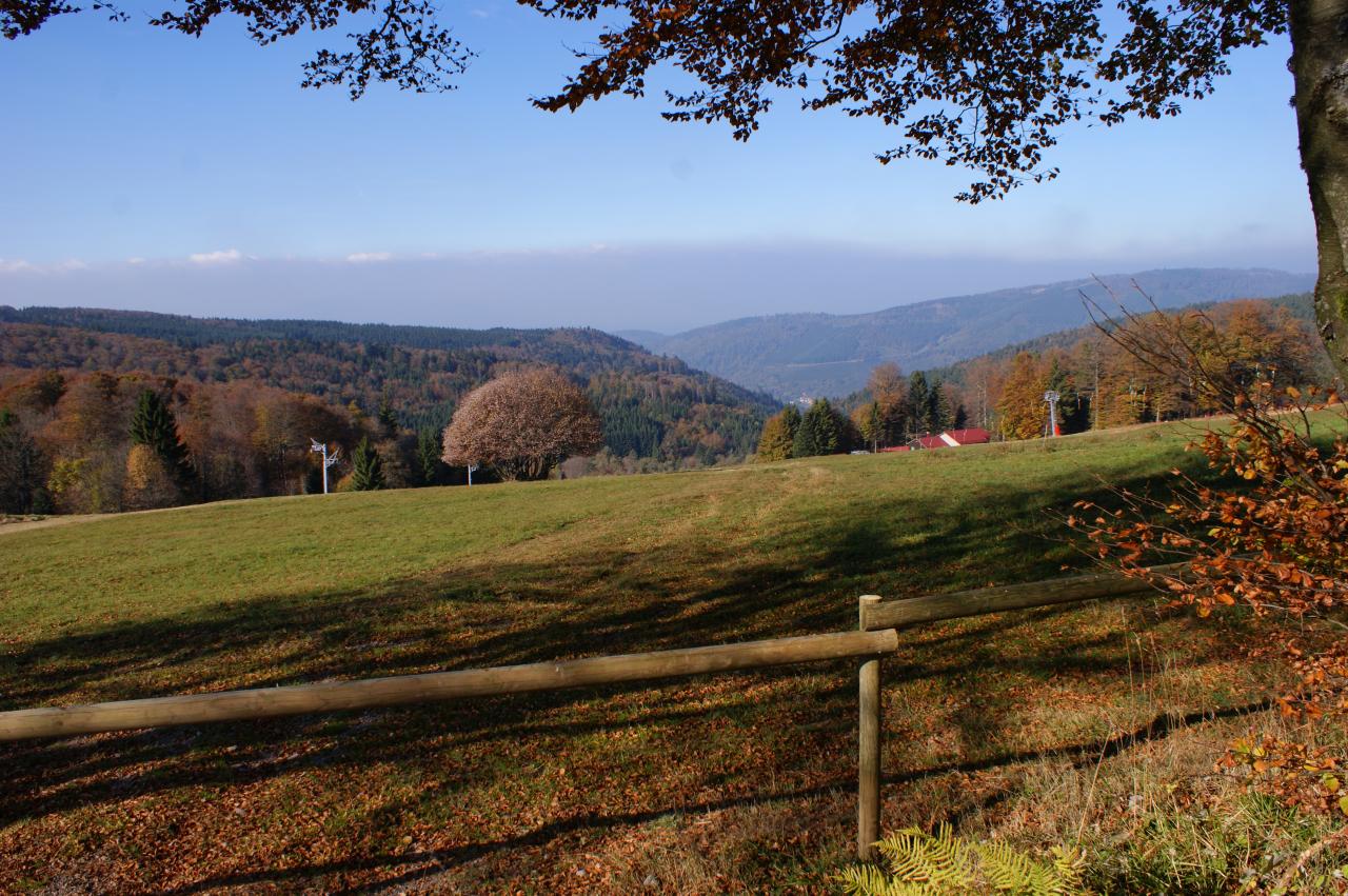 Ombre et verdure