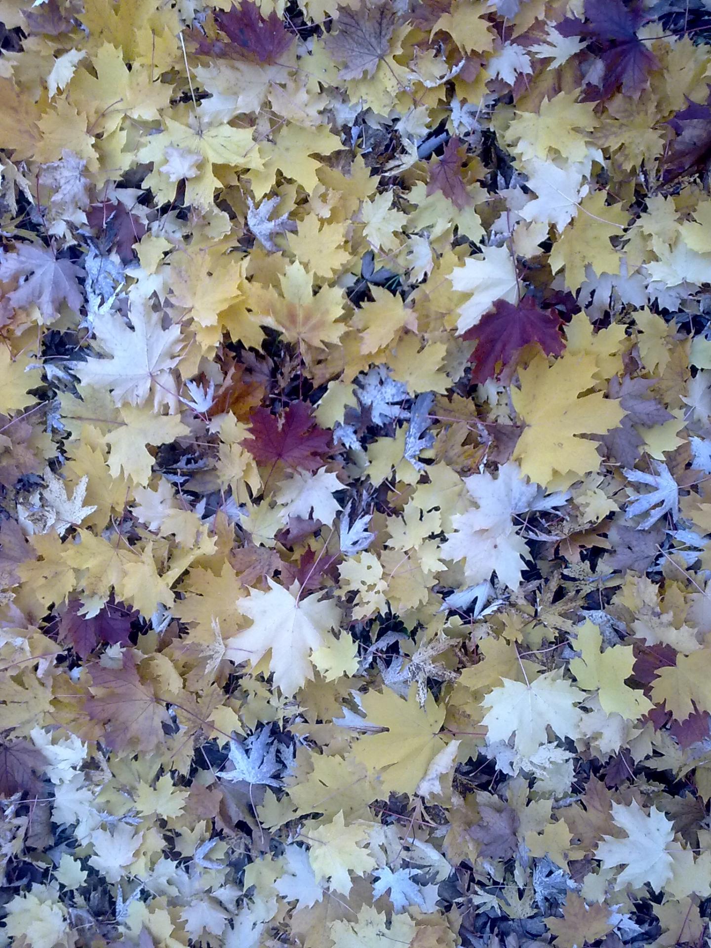 Tapis de feuilles (érable)