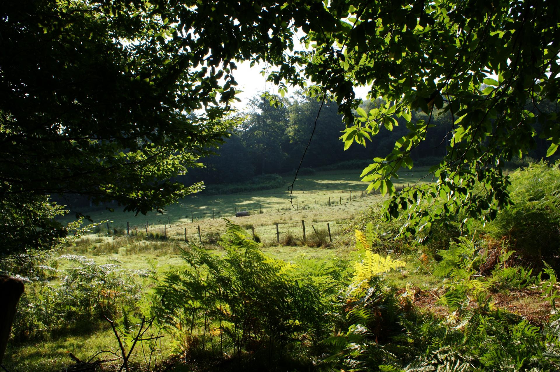 forêt des Cars (Hte Vienne)