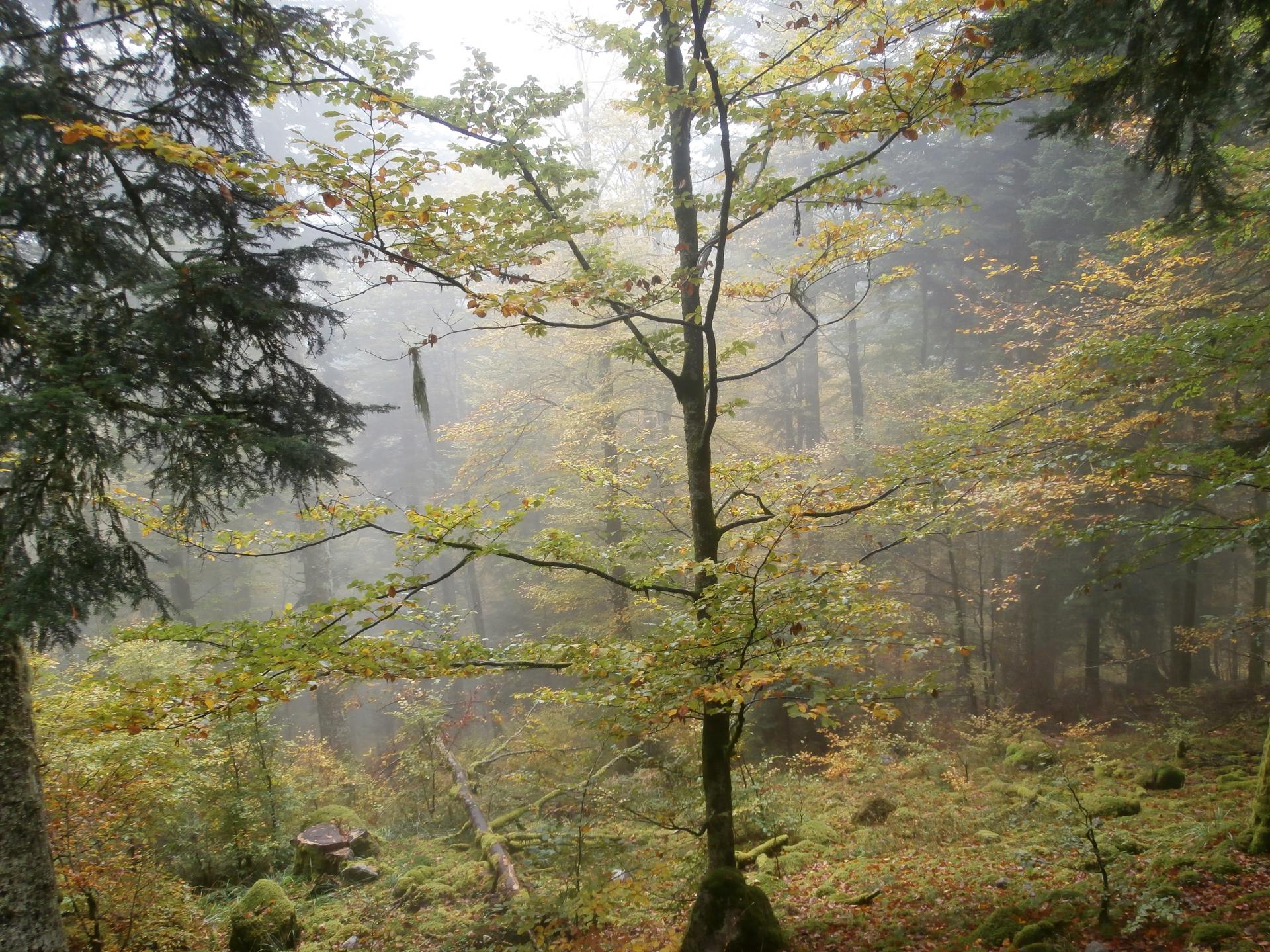 Grand Ventron (Vosges)