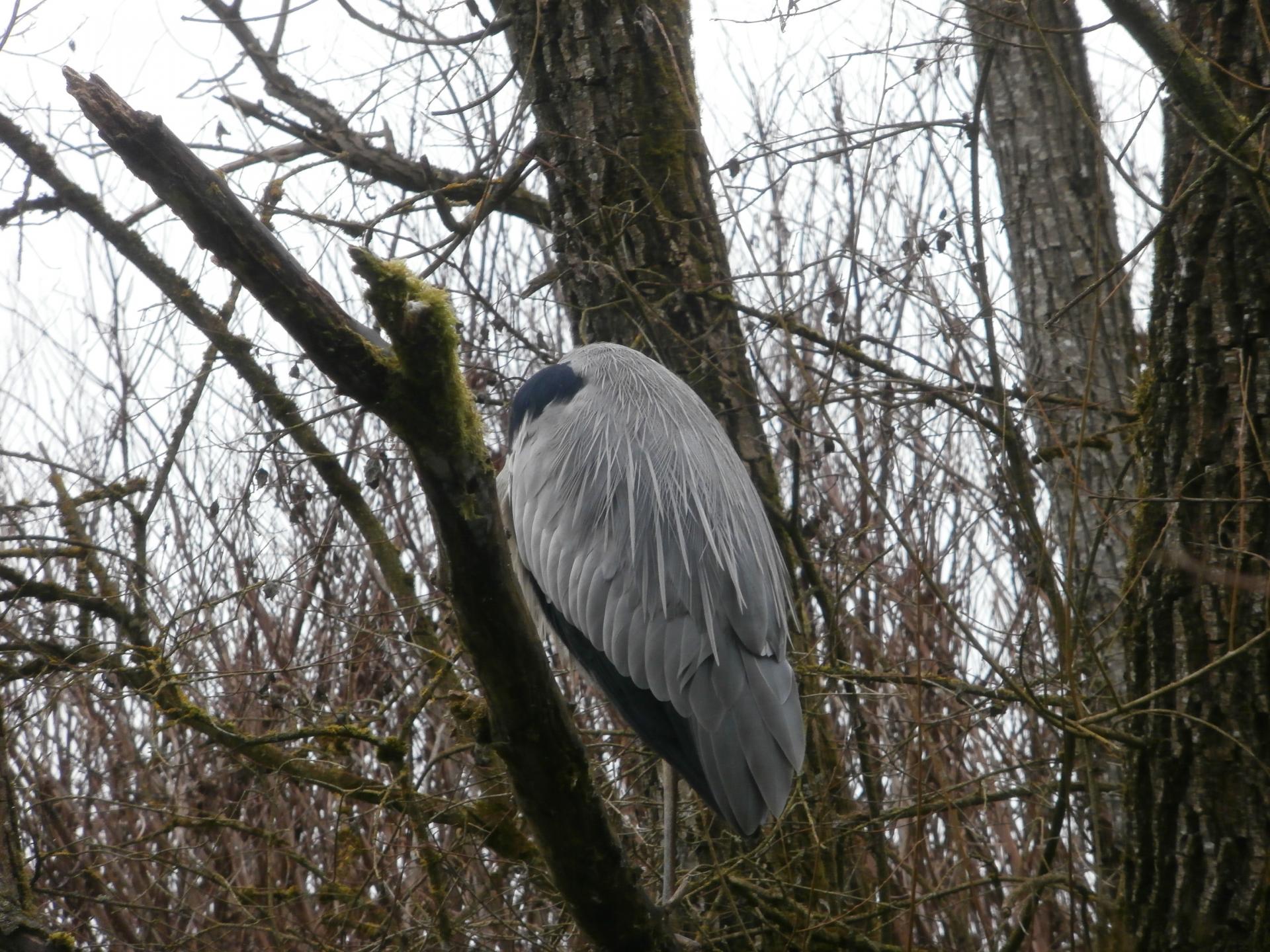 Ibis - Héron (Allier)