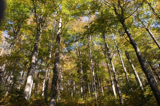 Arbres vus d'en bas