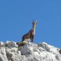 Chamois