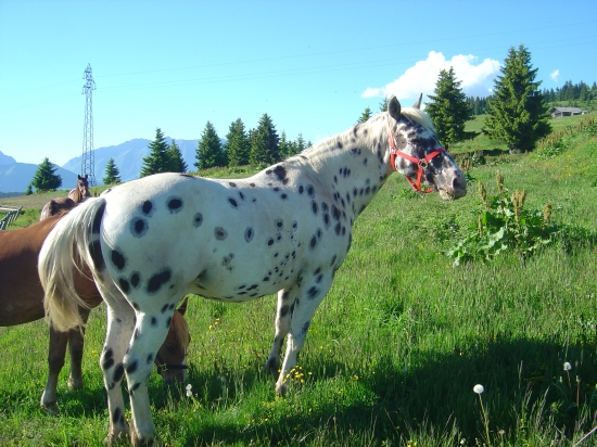 Rougeolle du cheval