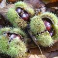 Trio de chataignes