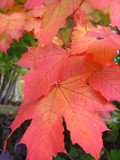 Couleurs d'automne