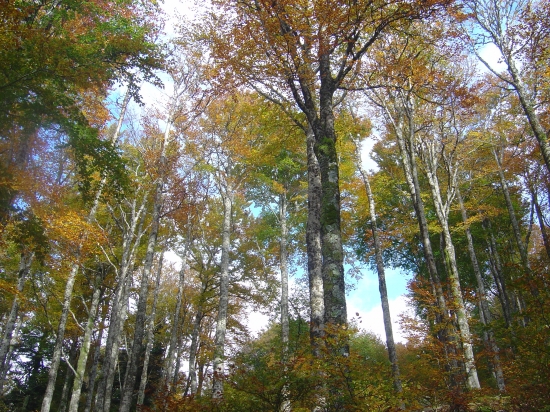 Forêt Alsacienne vue d'en bas