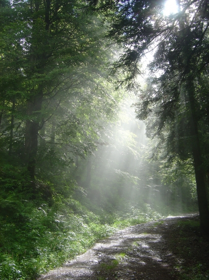Lumière en forêt (Vosges) comme un coup de projecteur
