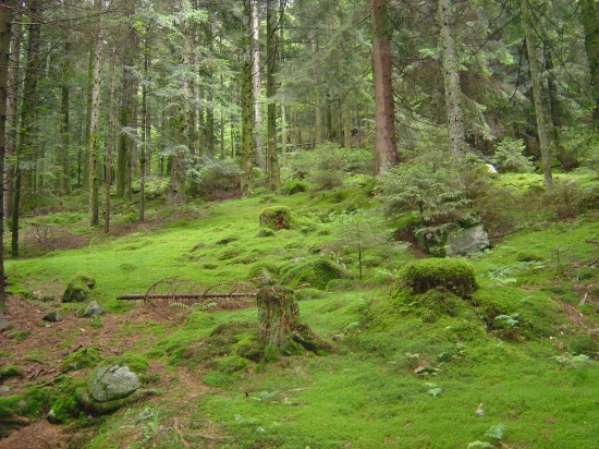 Sous bois tapissé de mousses (Vosges)