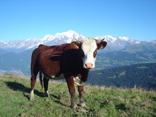 La vache milka au naturel