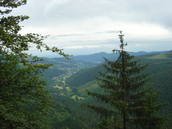 Vallée Vosgienne parmi les sapins