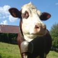 Vache à la cloche