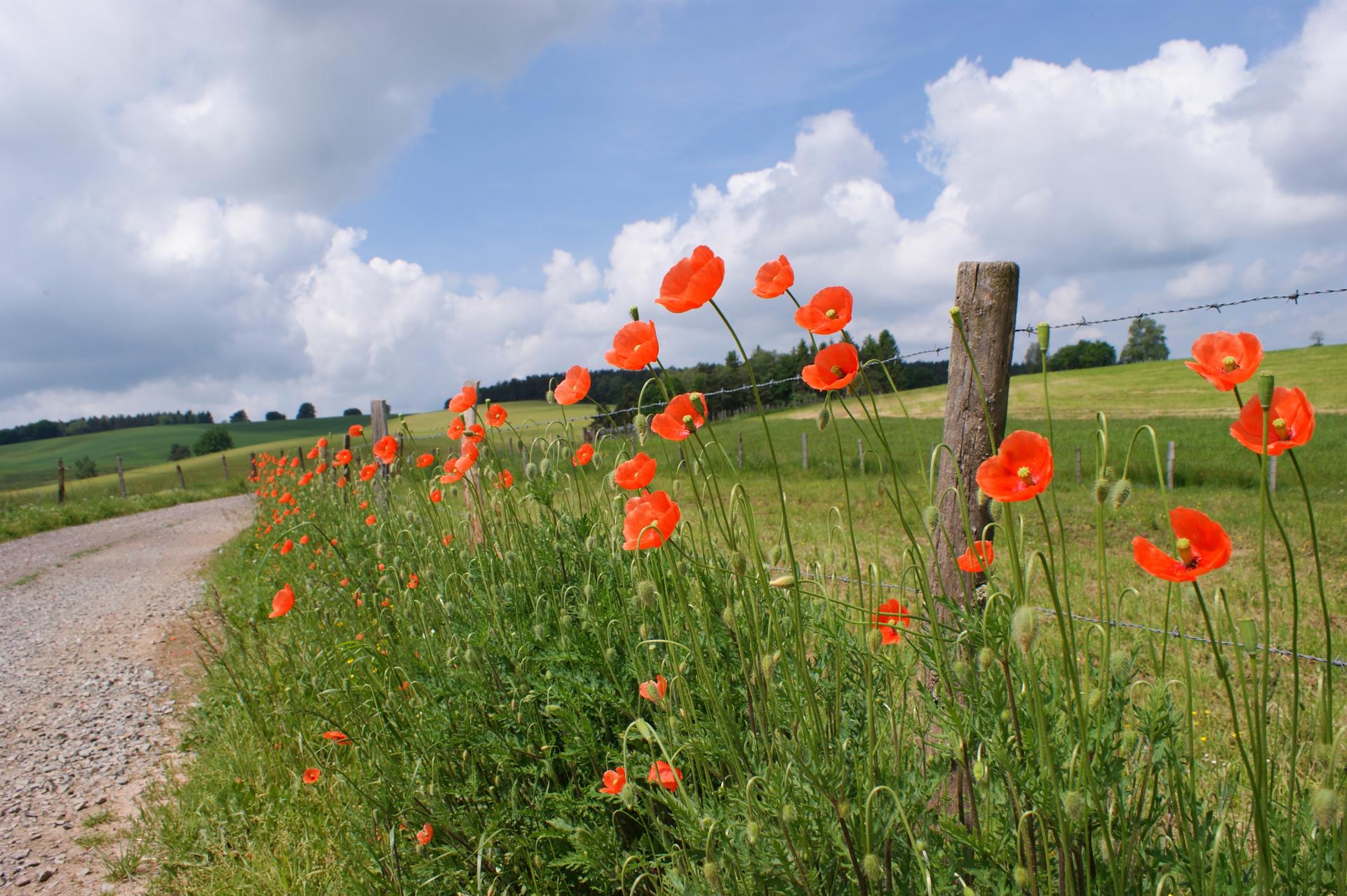 coquelicots