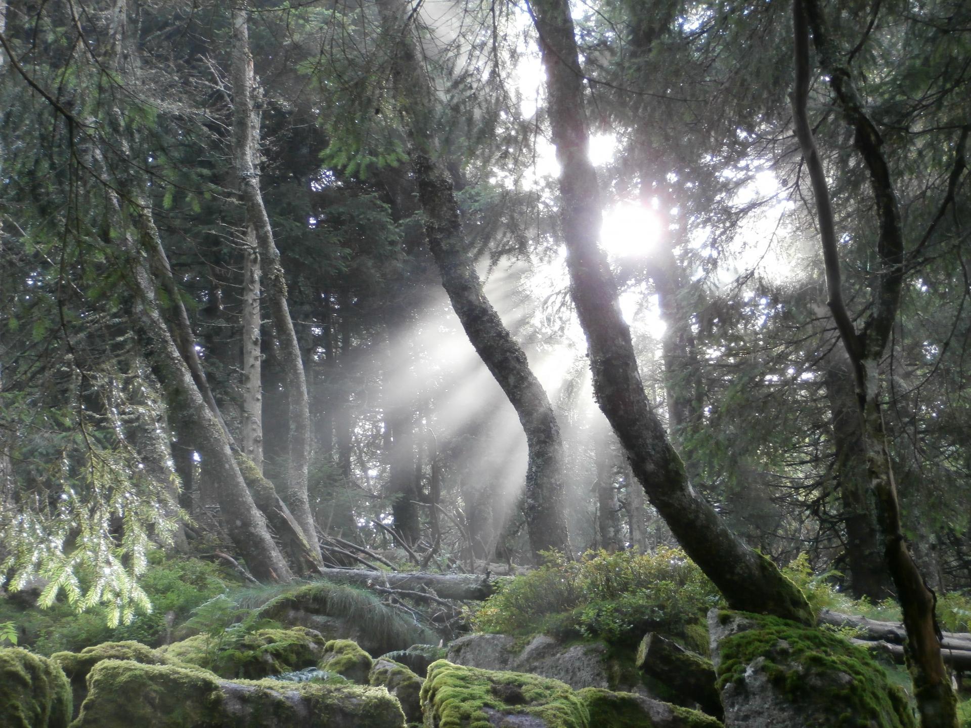 Forêt Vosgienne