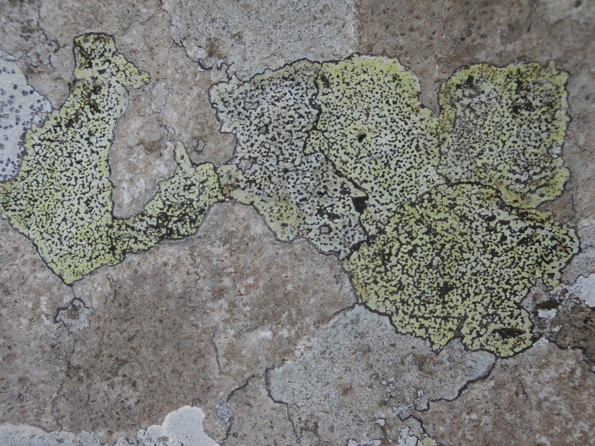 Lichens (cartographie)