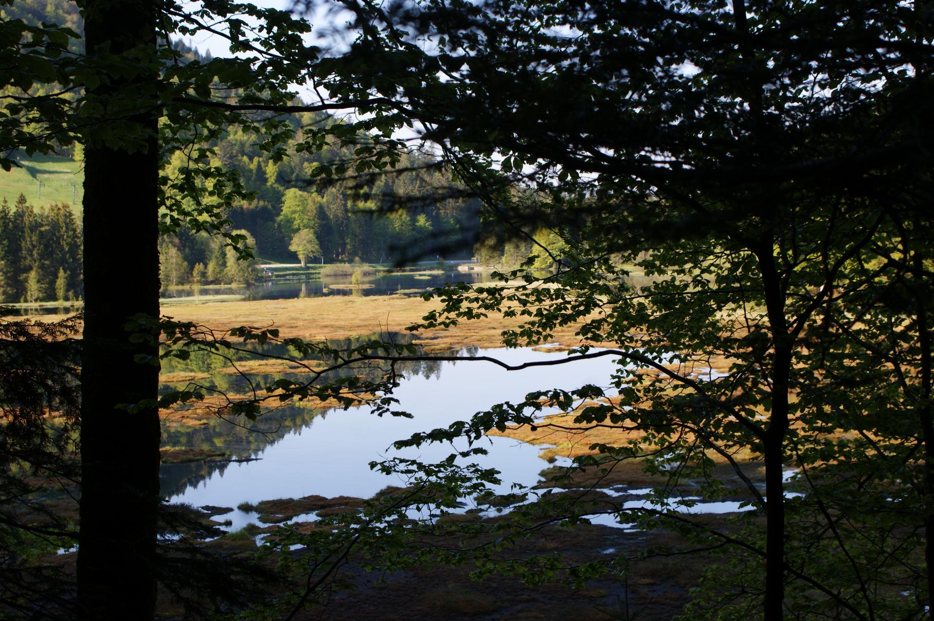Lispach 2019 (Vosges)