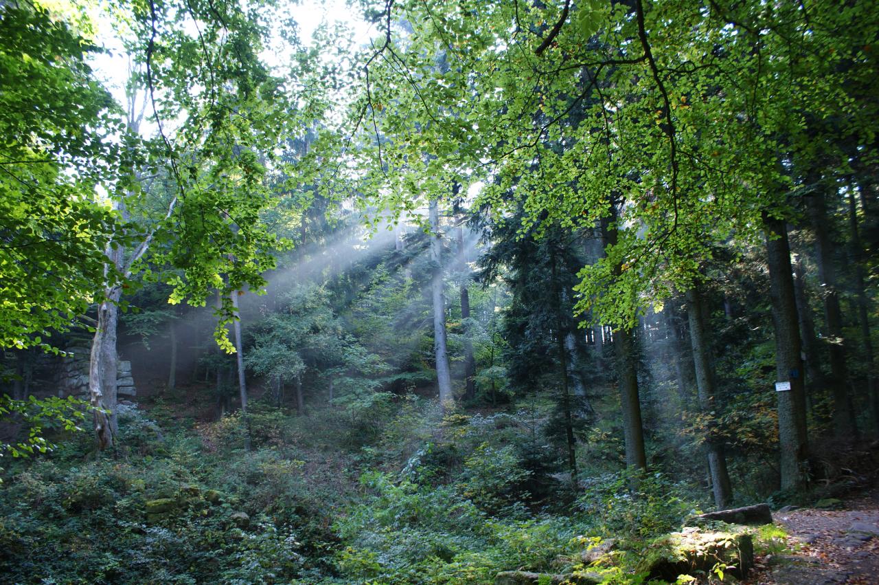 Jeux de lumière (Alsace)