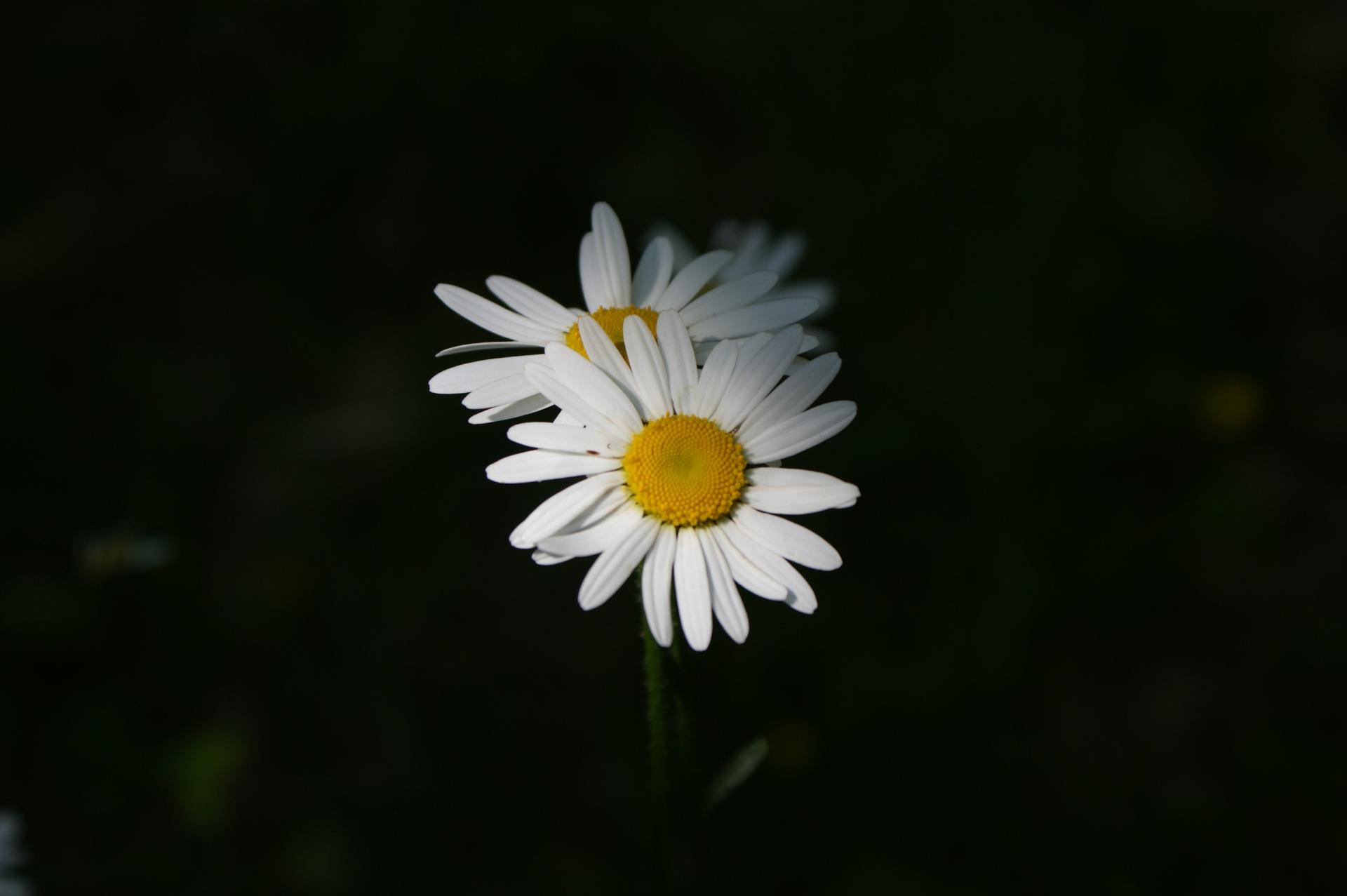 Margueritte