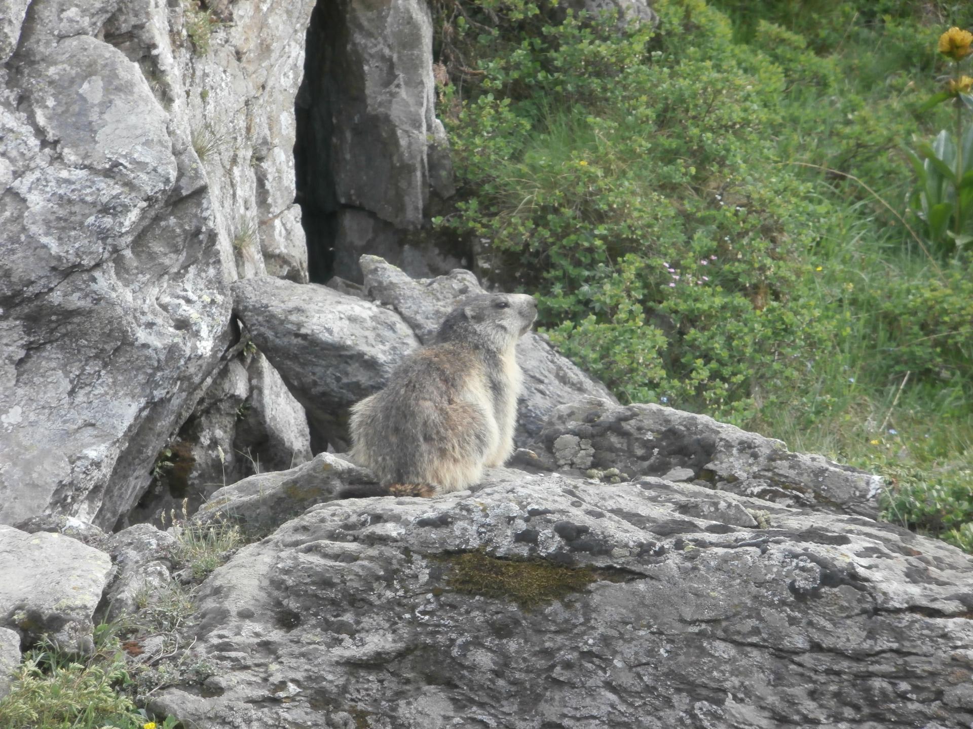 Miss 2011 (Mont Cenis)