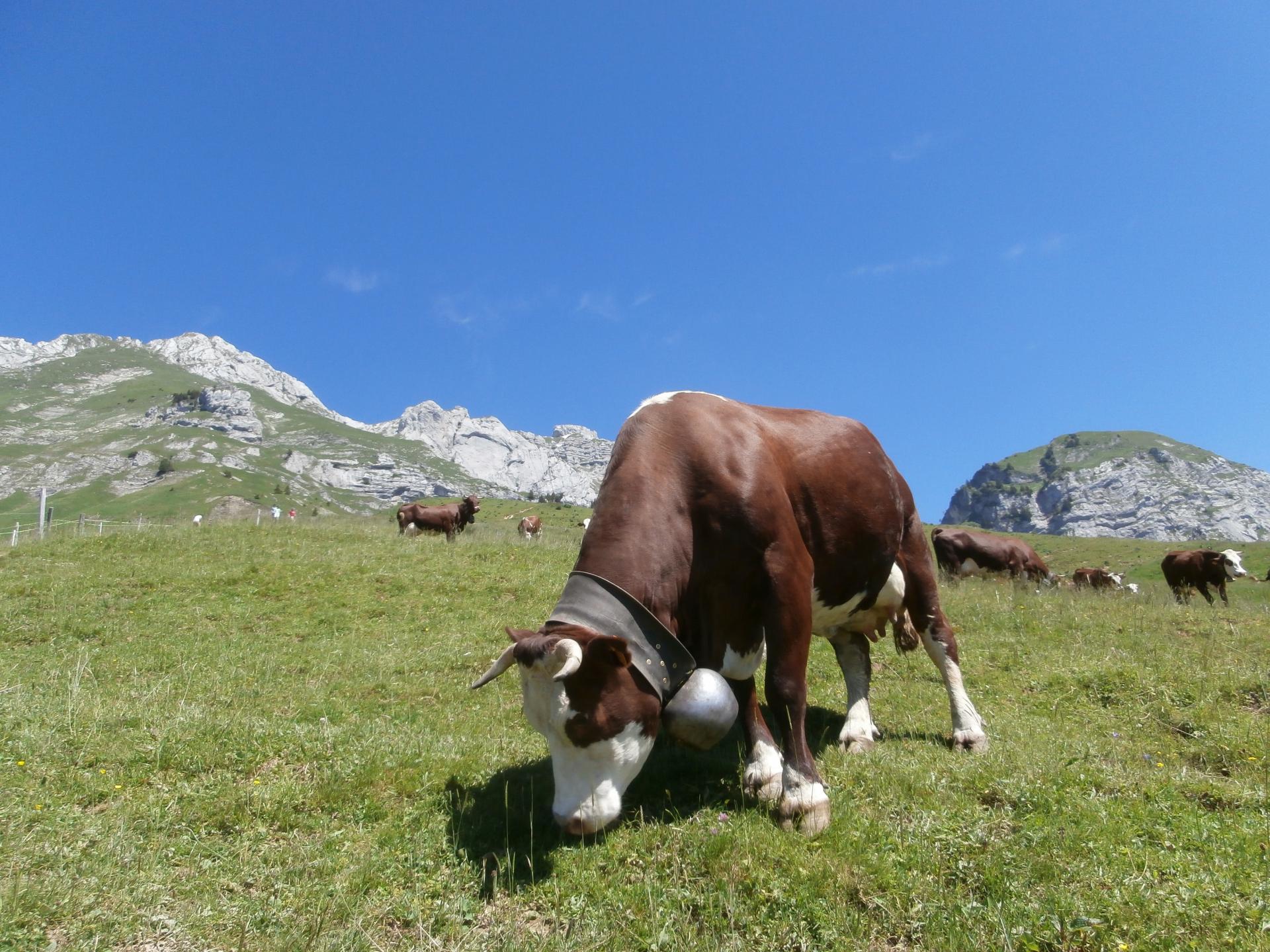 Miam Miam (la Tournette)