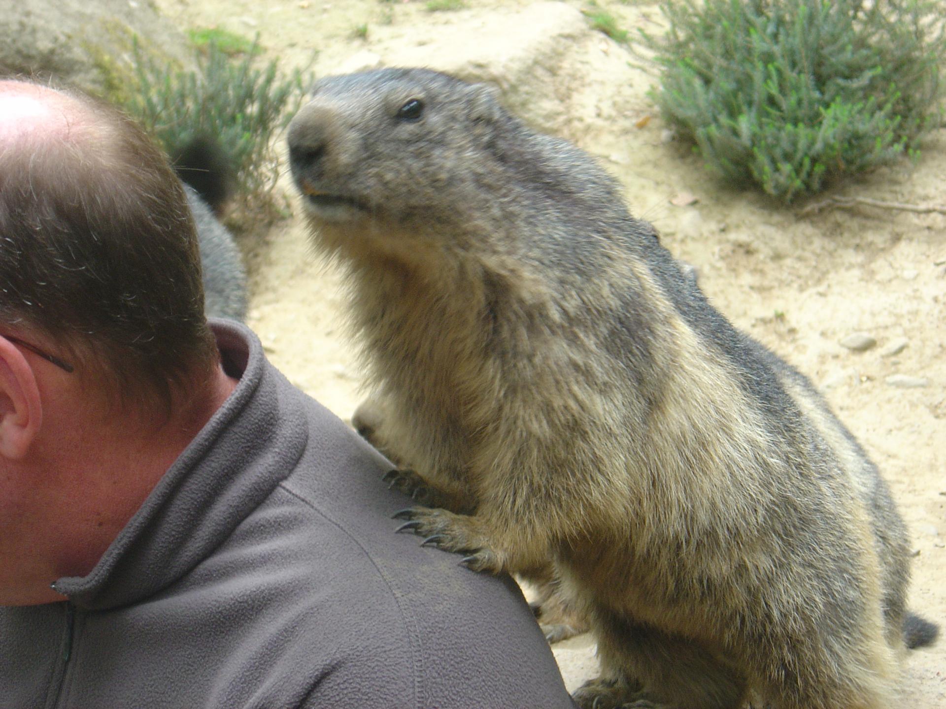 Miss 2010 (Zoo Argelès Gazost)