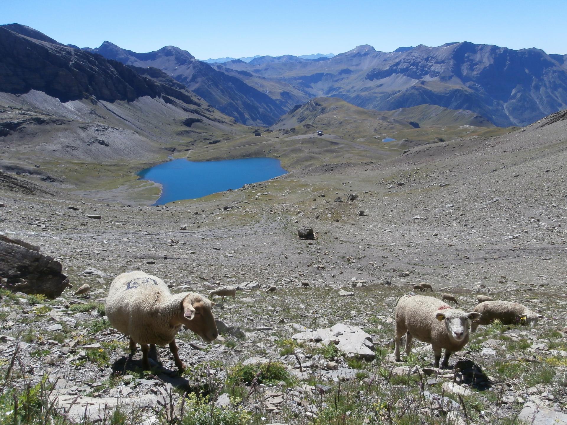 Moutons au lac d'Estaris (Orcières Merlette) 