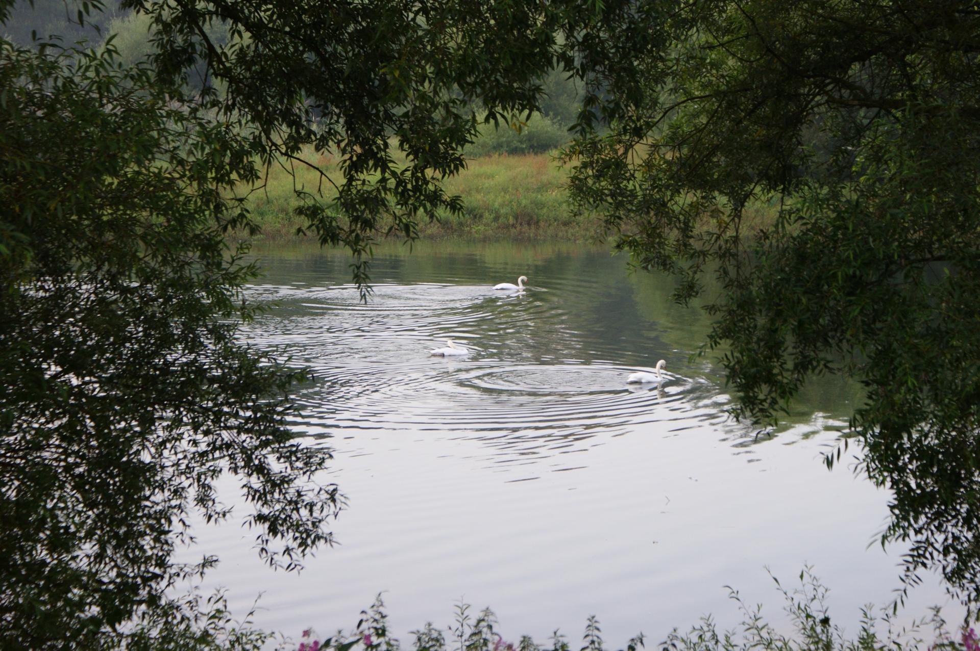 il suffira d'un cygne (Munchhausen, Alsace)