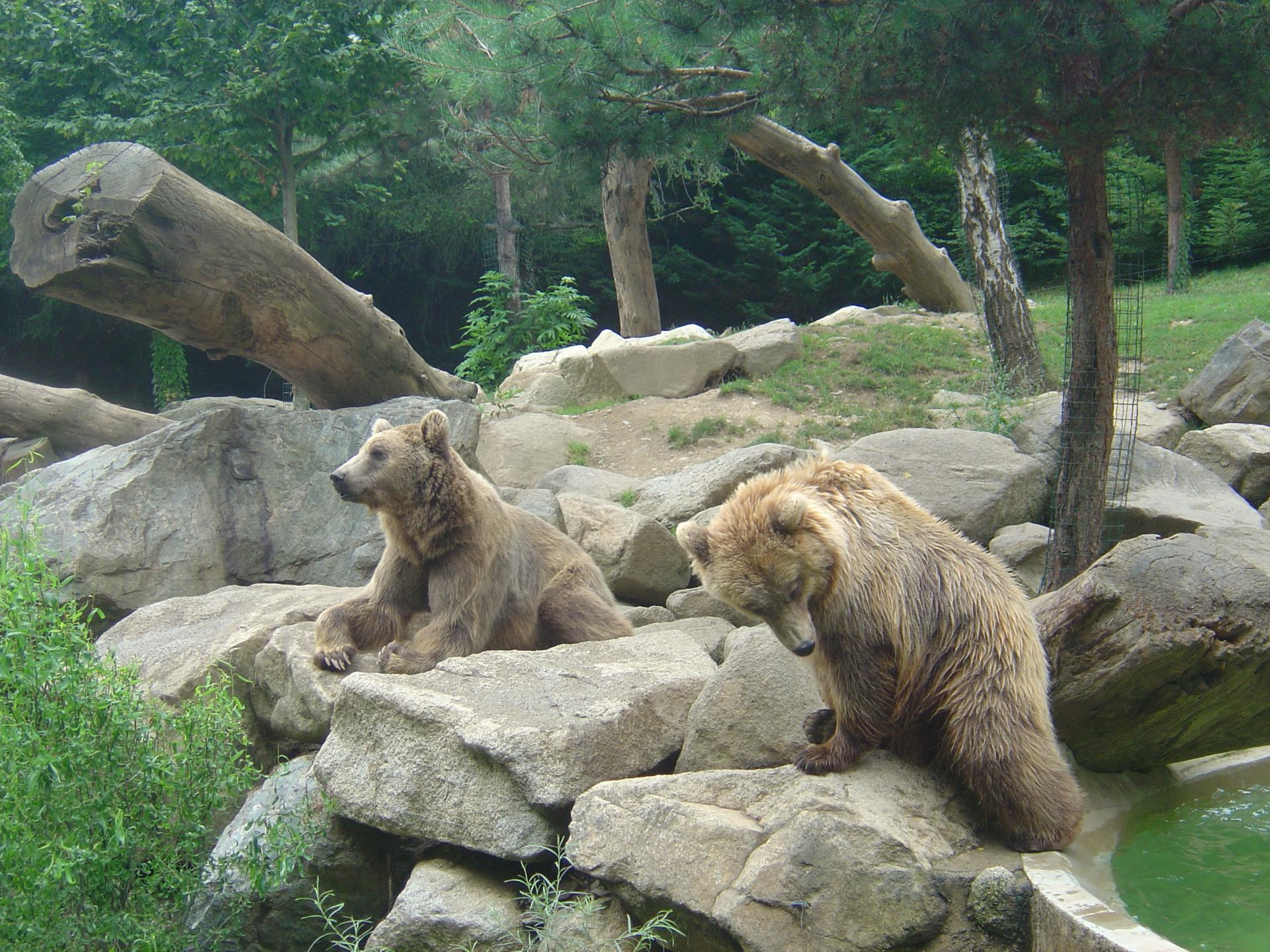 l'Ours des Pyrénées