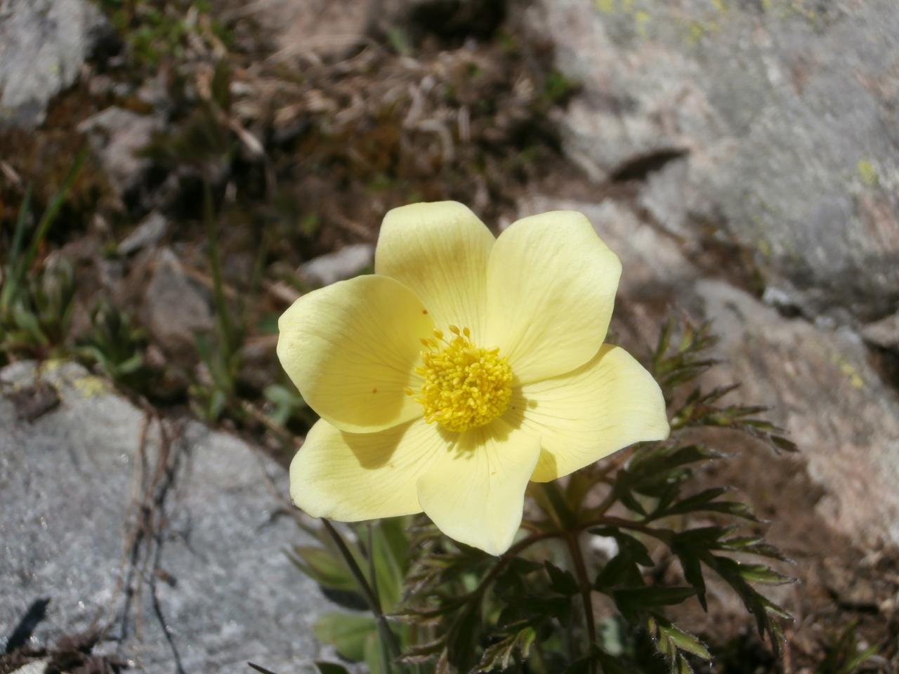 Entre les rochers