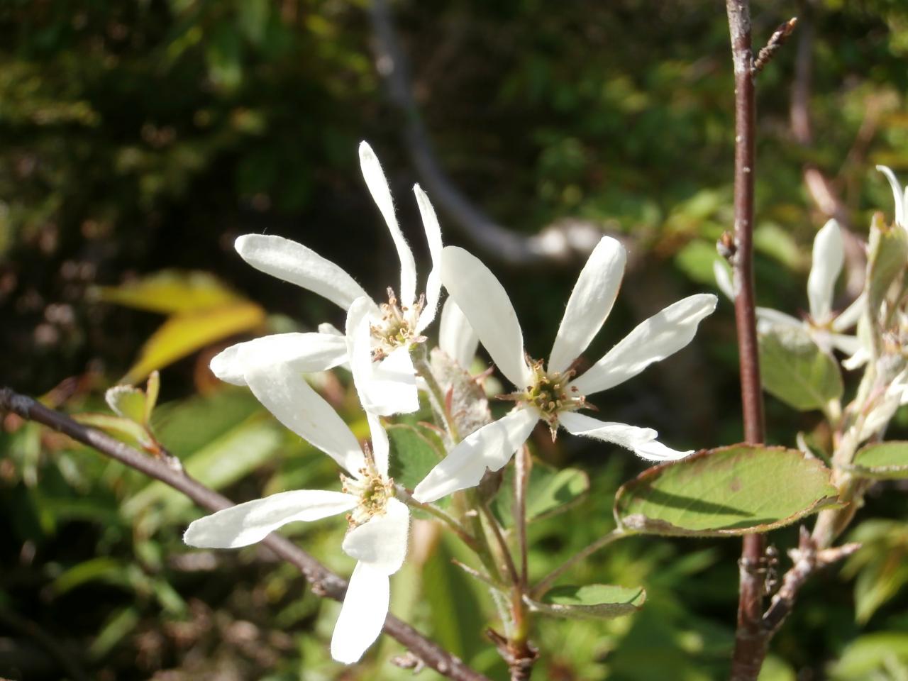 Blancheur des cimes