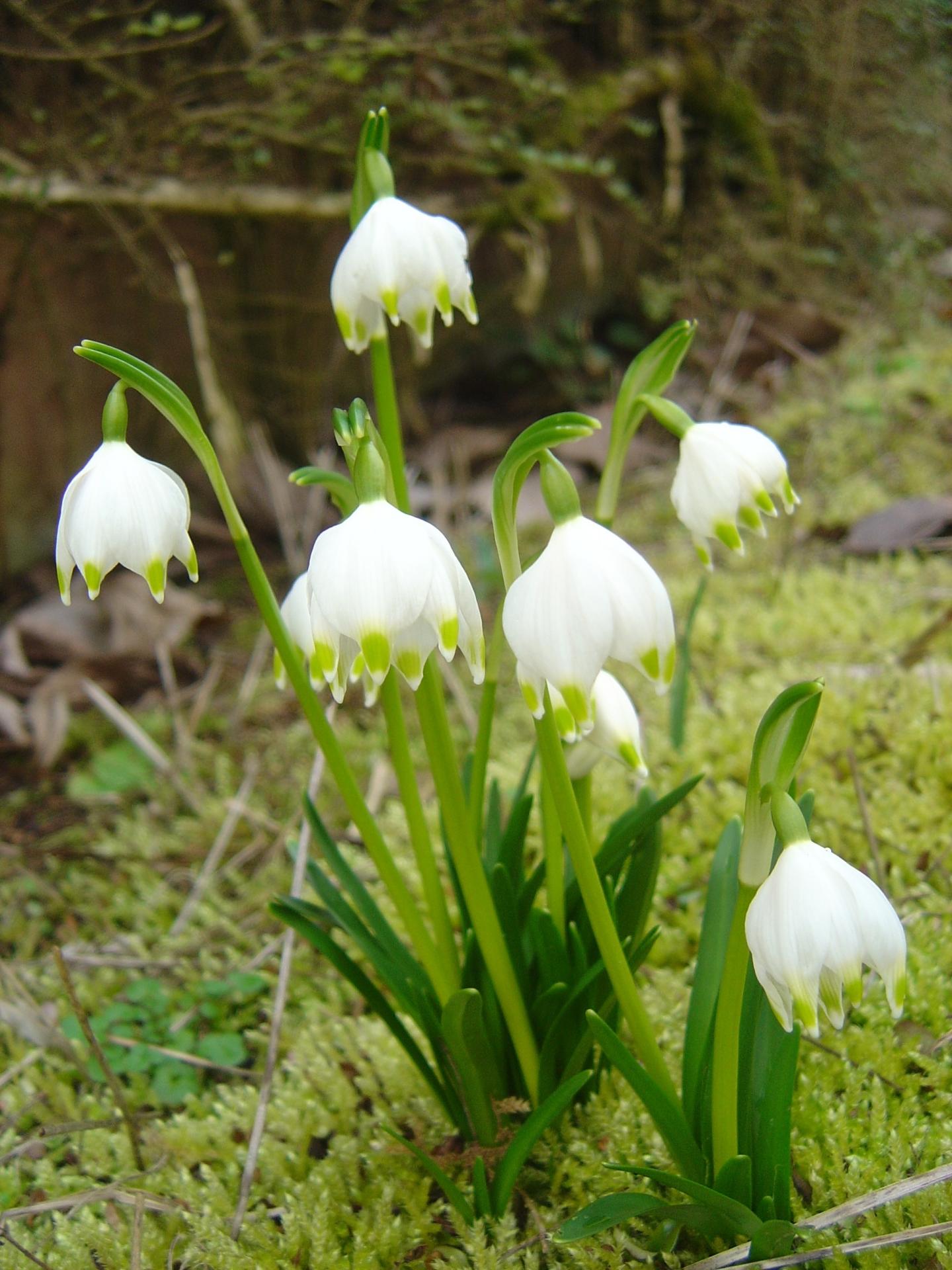 Perce Neige