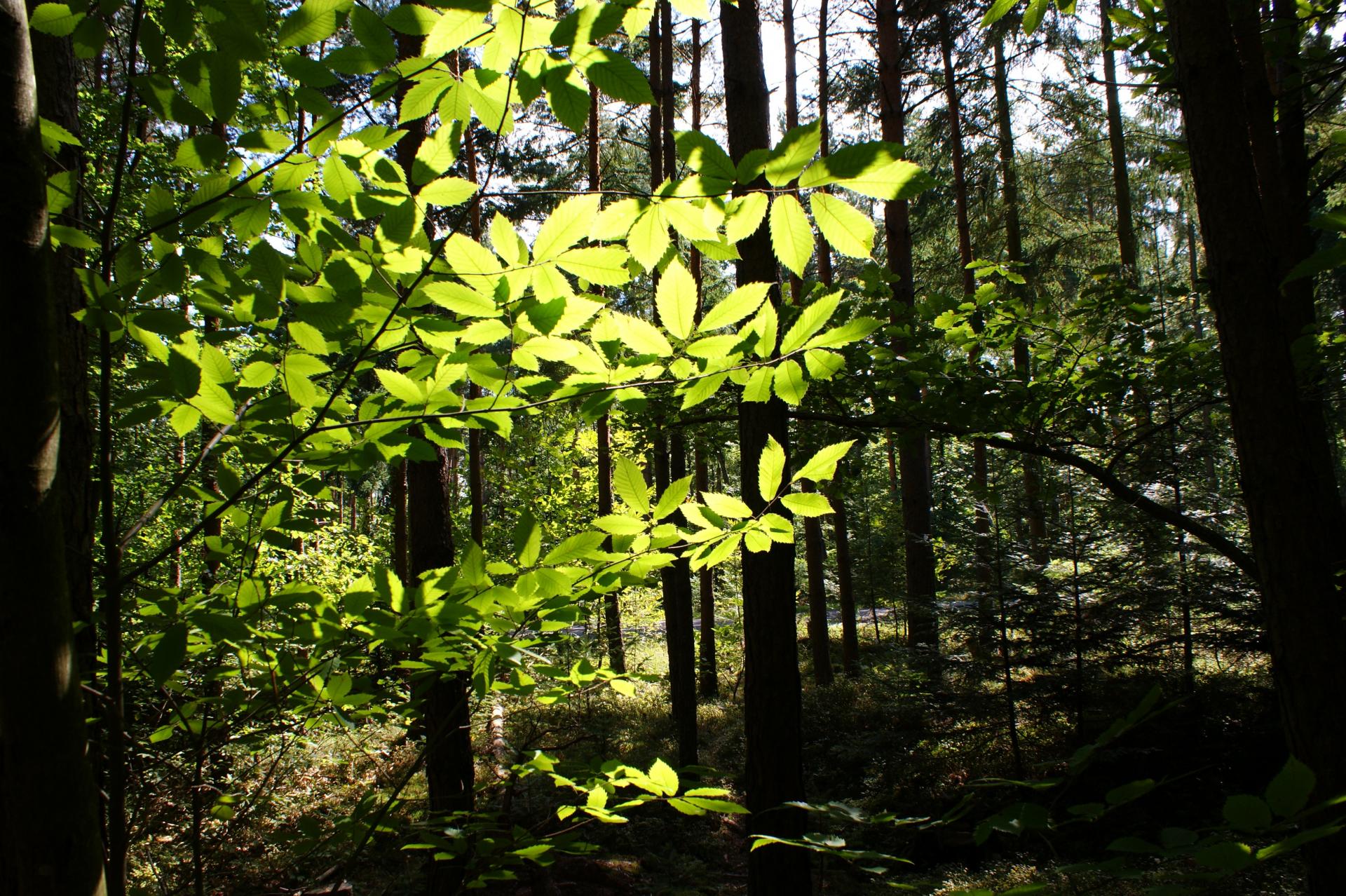 Forêt de la Petite Pierre (Bas Rhin)