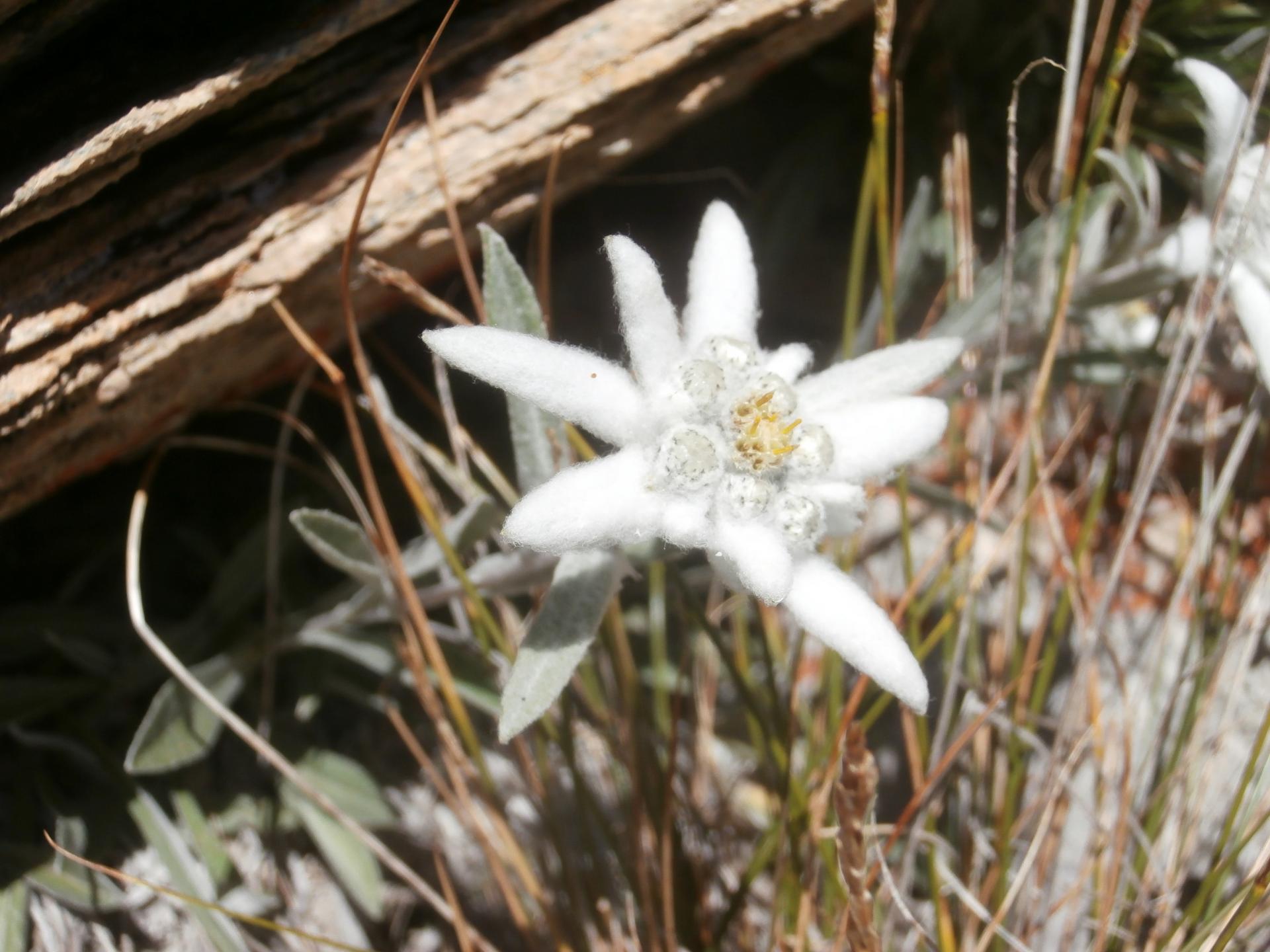 fleur de neige (Vanoise)