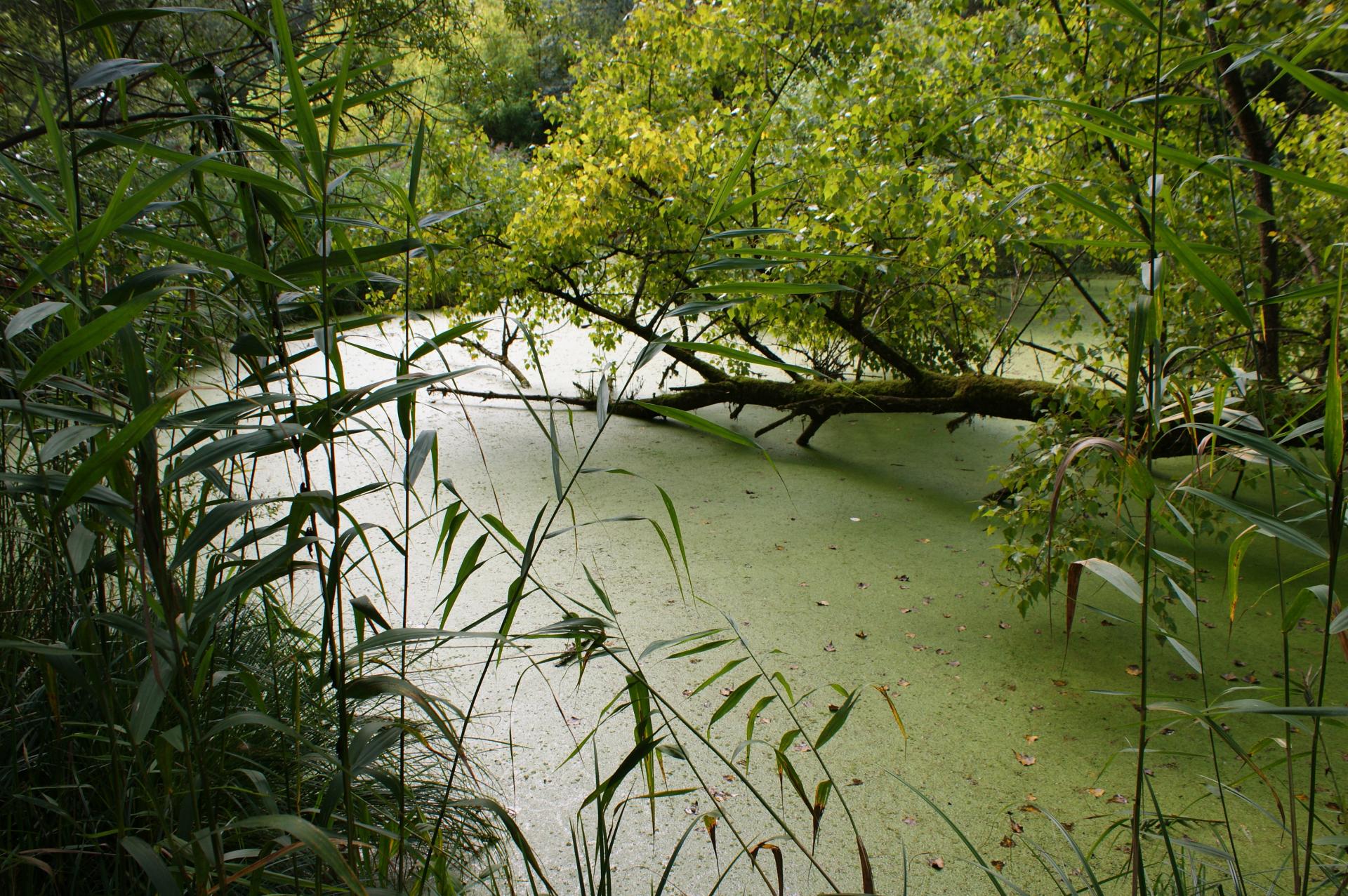 Rhinau (Bas Rhin)