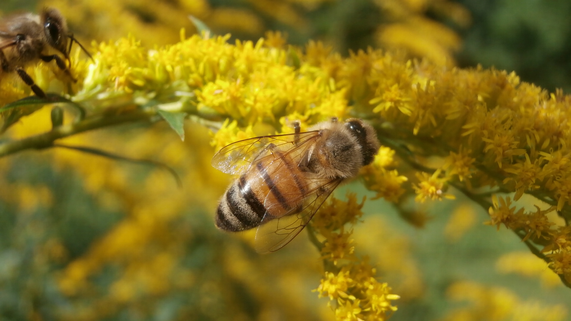 Abeille au travail