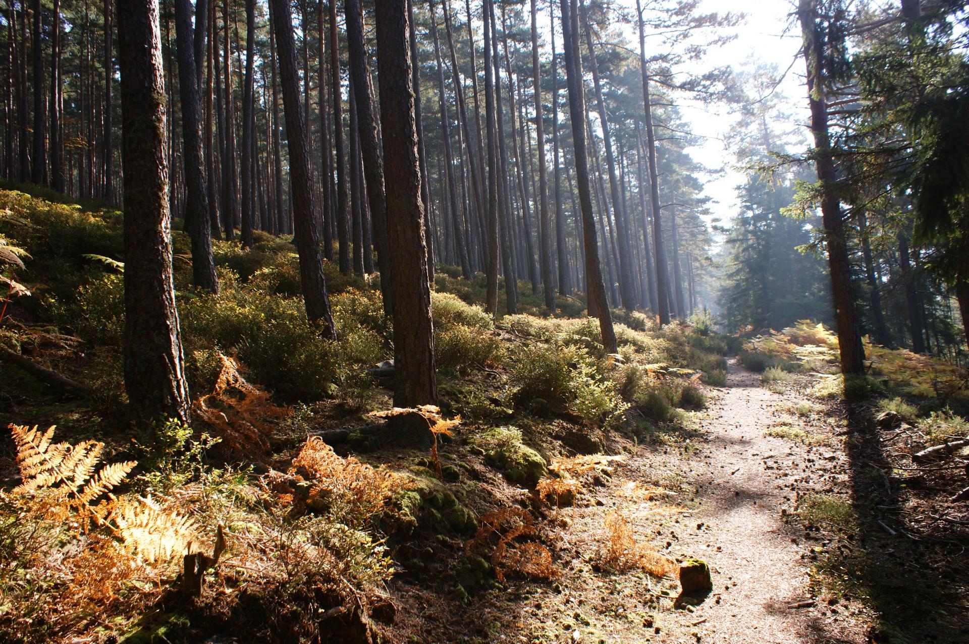 Sous bois (Mont Ste Odile)