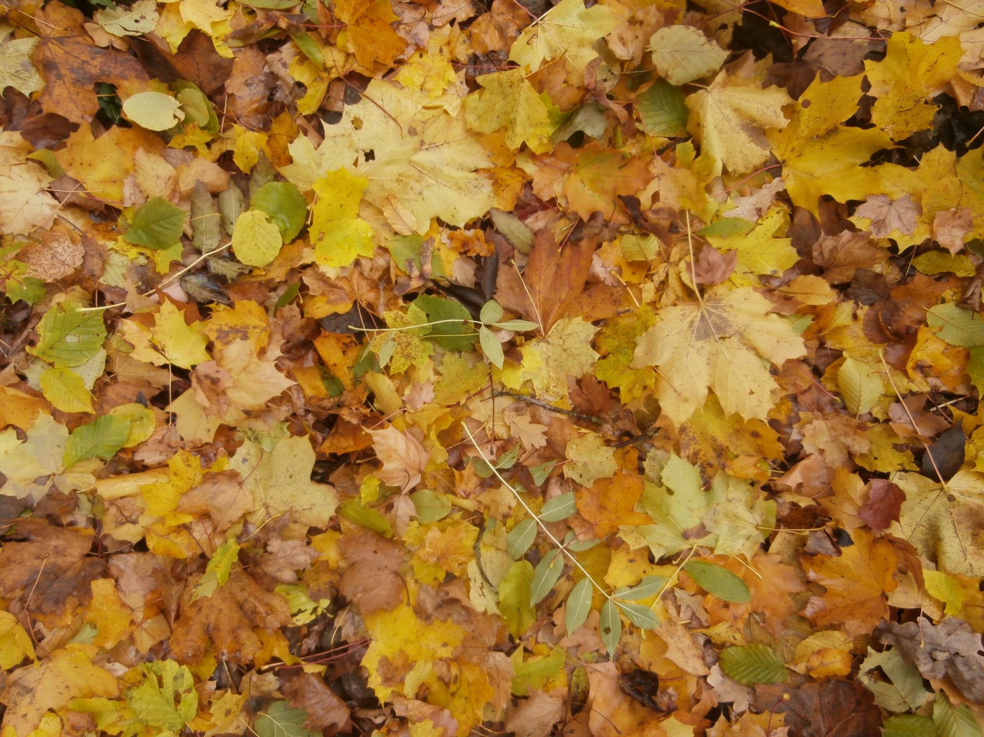 Tapis de feuilles 