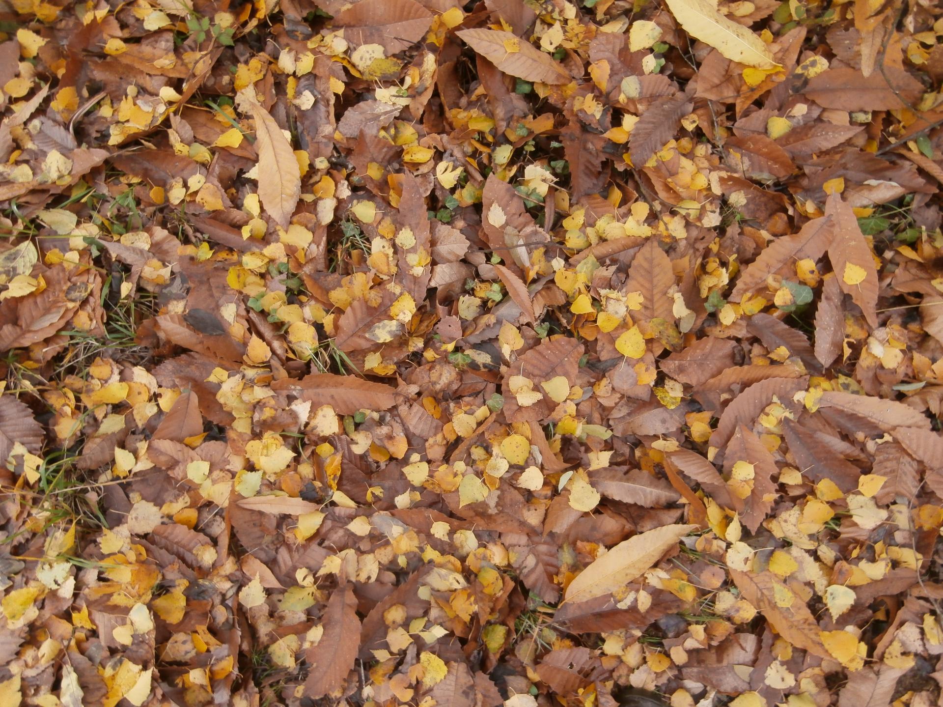 Tapis de feuilles (chataignier)