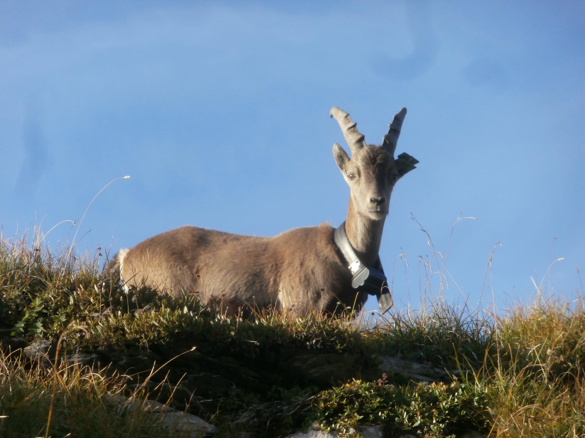 Rocher du Vent (Roselend)